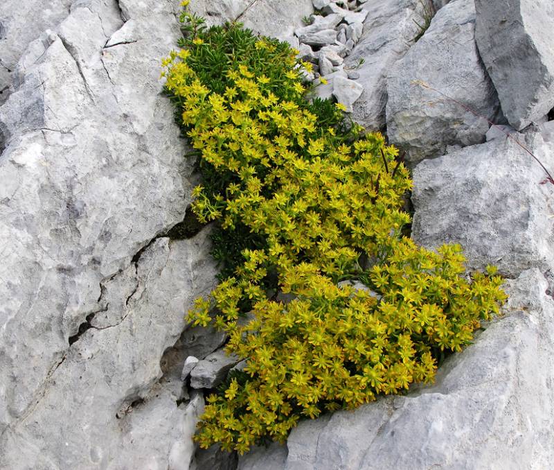 Grüne Insel zwischen Felsen