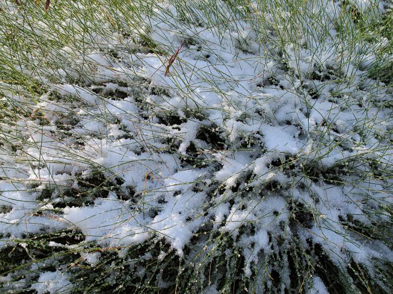 Auf 2300m ist Grass mit Schnee bedeckt