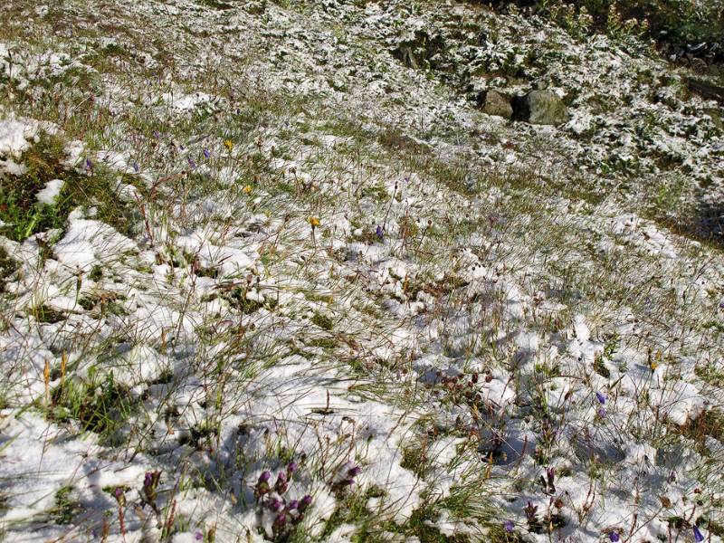 Wiesenblumen von Schnee überrascht