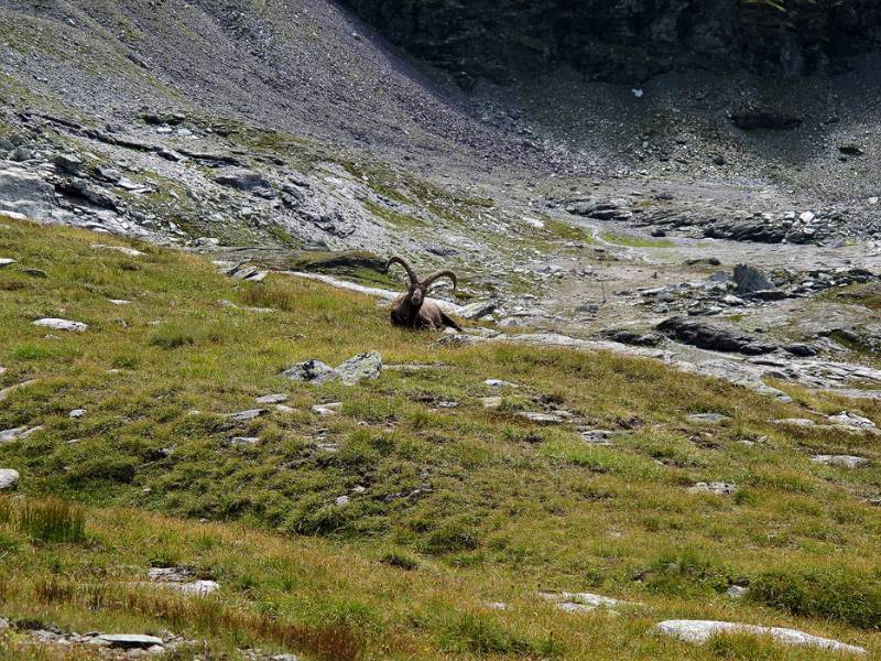 Steinbock wärmt sich in der Sonne