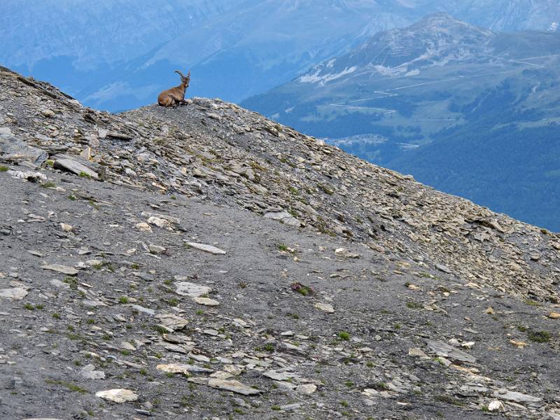 Der Steinbock hat Ruheplatz mit schönen Aussichten gefunden