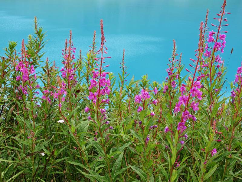 Was für Farben - Blumen im Hintergrund des Sees