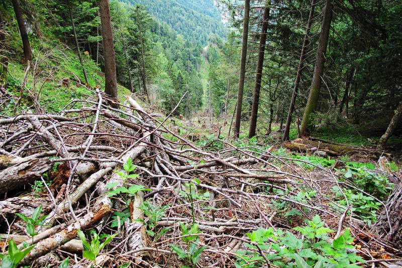 Steiler Hang im wilden Wald