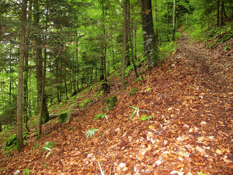 Sehr schöner Wanderweg im Wald