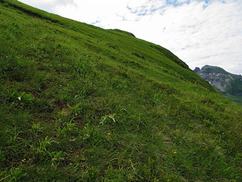 Üppiger Grasshang von Schülberg