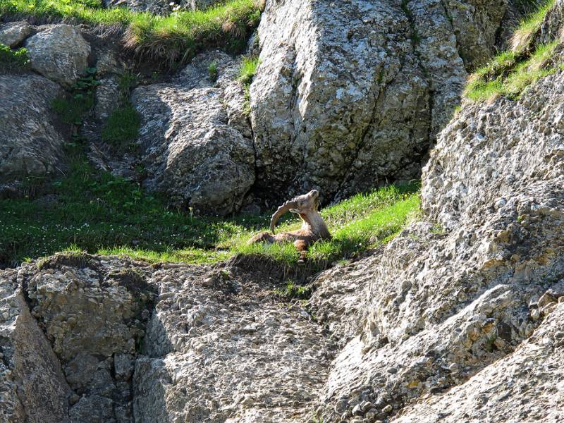 Steinbock geniesst die Sonne