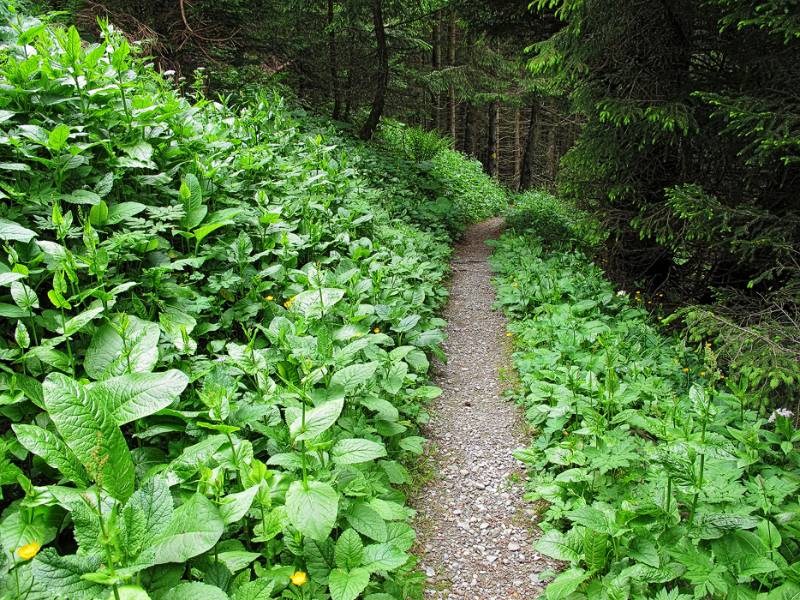 Schöner Weg im dichten Wald