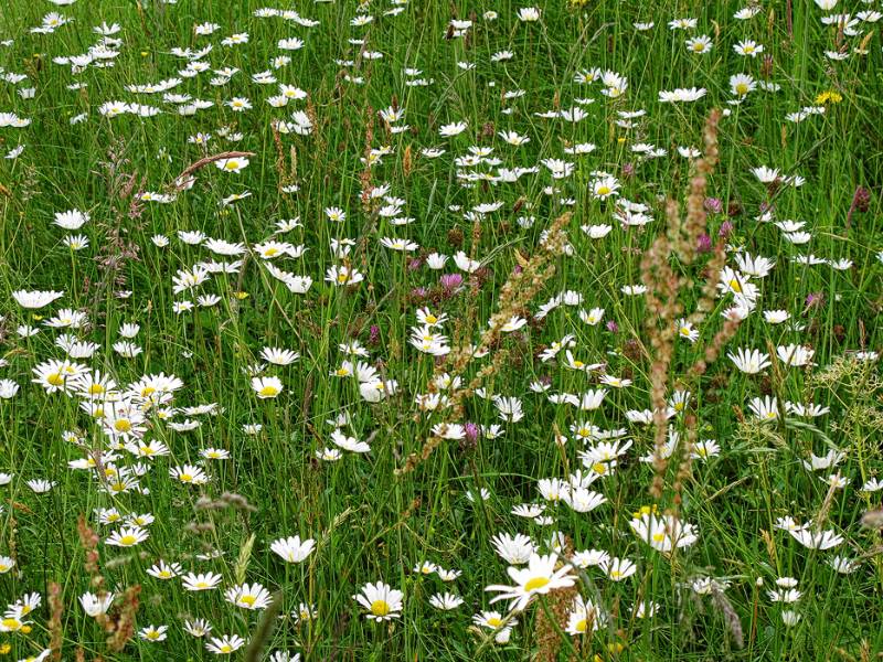 Entlang der bunten Wiese