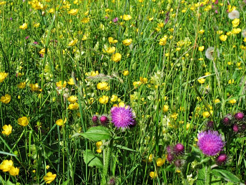 Wiesen sind noch schön farbig