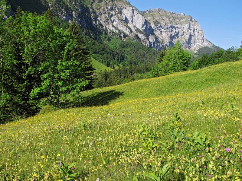 Wanderweg über die Wiese