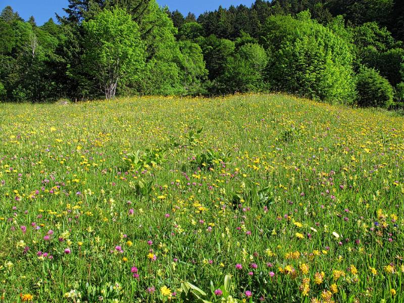 Bunt und schön, wie im Frühling