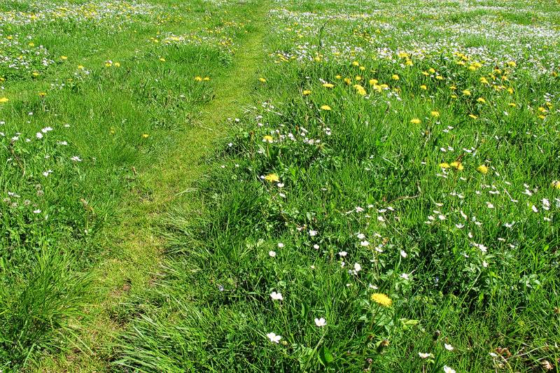 Was kann noch schöner sein - mit Grass bedeckter Wanderweg auf