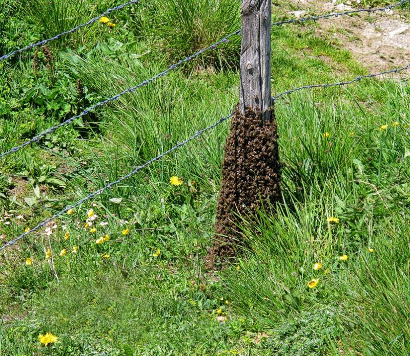 Dieses Foto musste mit Bienenstich bezahlt werden