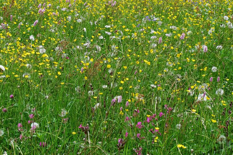 Bunte Wiese bei Scharten.