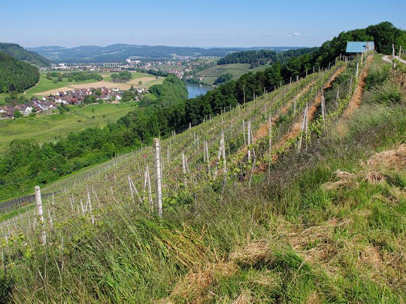 Blick auf Rheintal