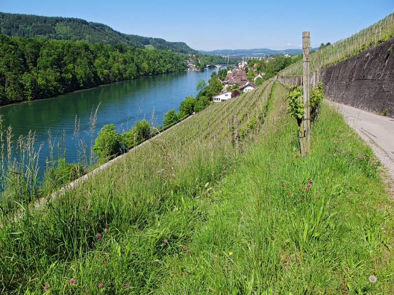 Rebberg am Ufer des Rheins