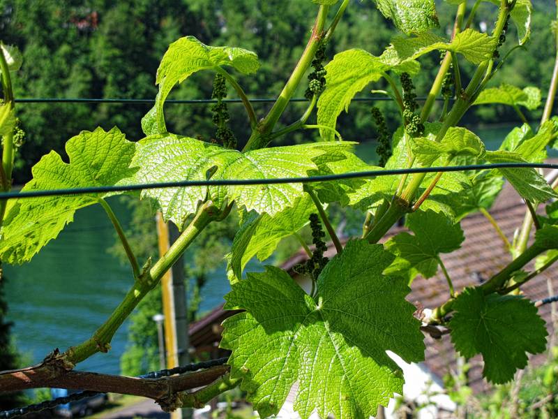 Der Wein des Jahres 2014?