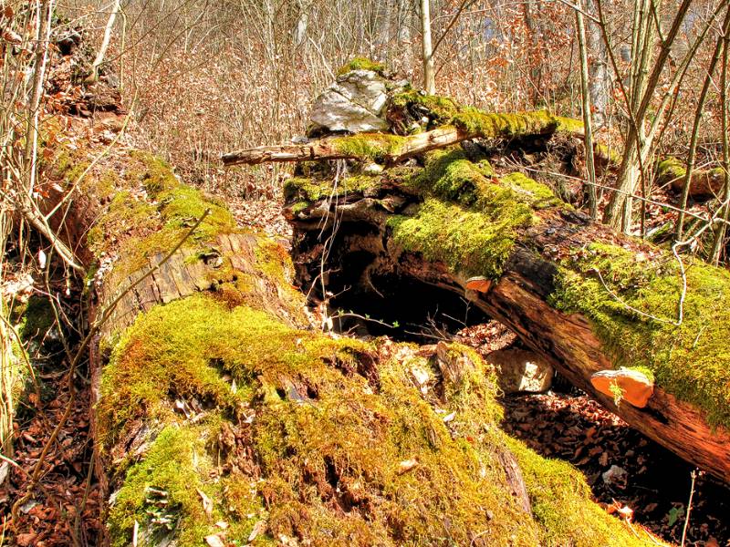 Wildniss im Wald auf dem Hang von Lägern