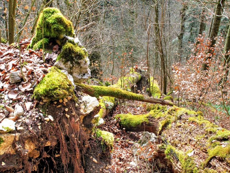 Umgekippte Bäume im Wald von Lägern