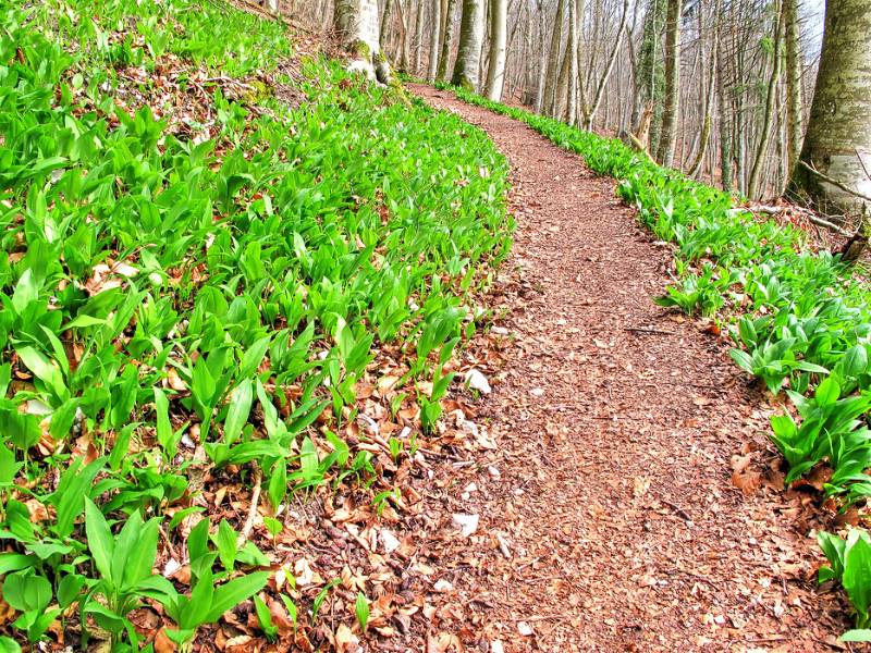 Die ersten Frühlings-Anzeichen enlang dem Wanderweg