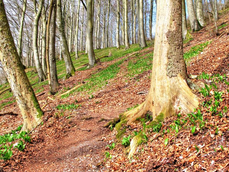 Noch viel Licht im Wald ohne Laub