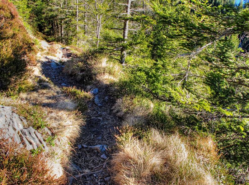 Schöner und schneefreier Wanderweg im Wald