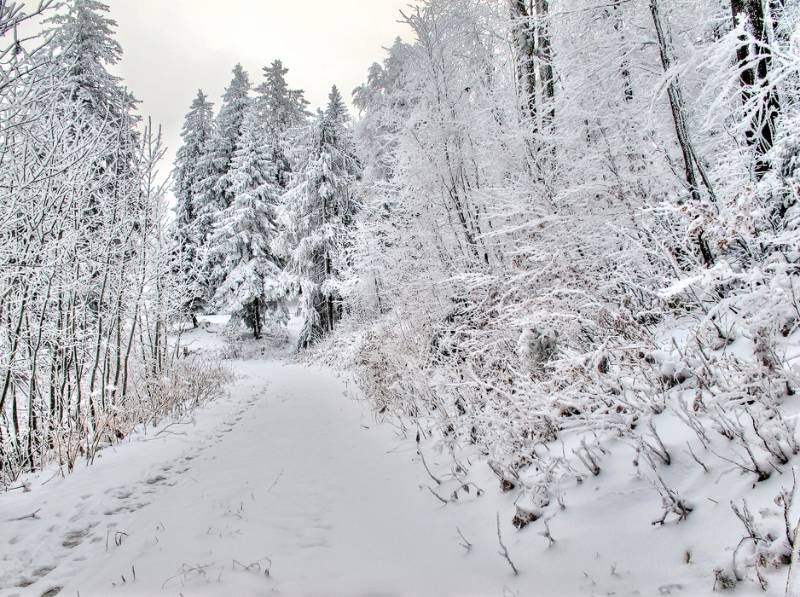 Wanderweg im Wald