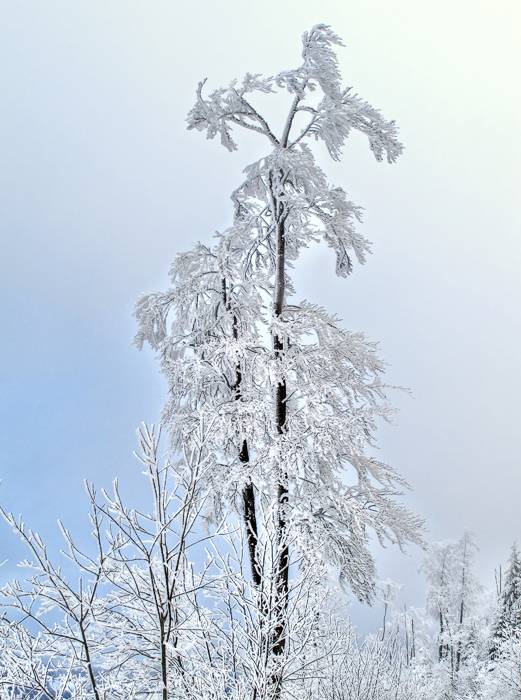 Die Schöpfung von Frost und feuchte Luft