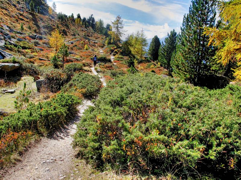 Auf der Waldgrenze Richtung Hädernagrat