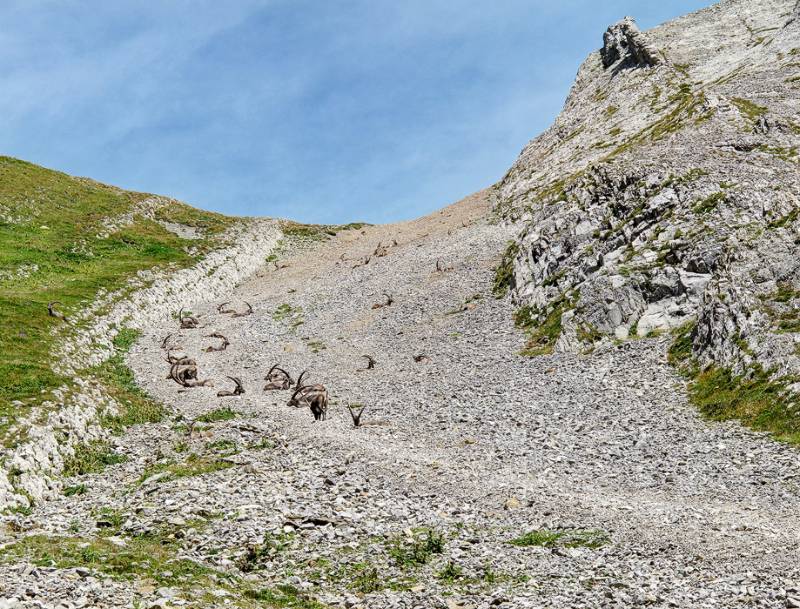 Steinbock-Moräne. Oben ist Altmannsattel