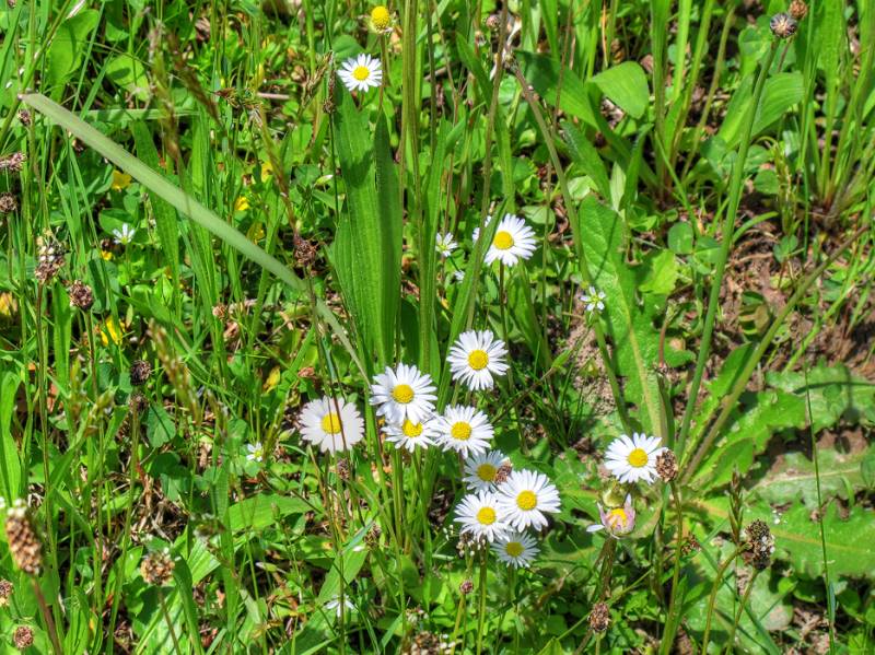 150510-Wanderung-Fadearastein_4976_7_8