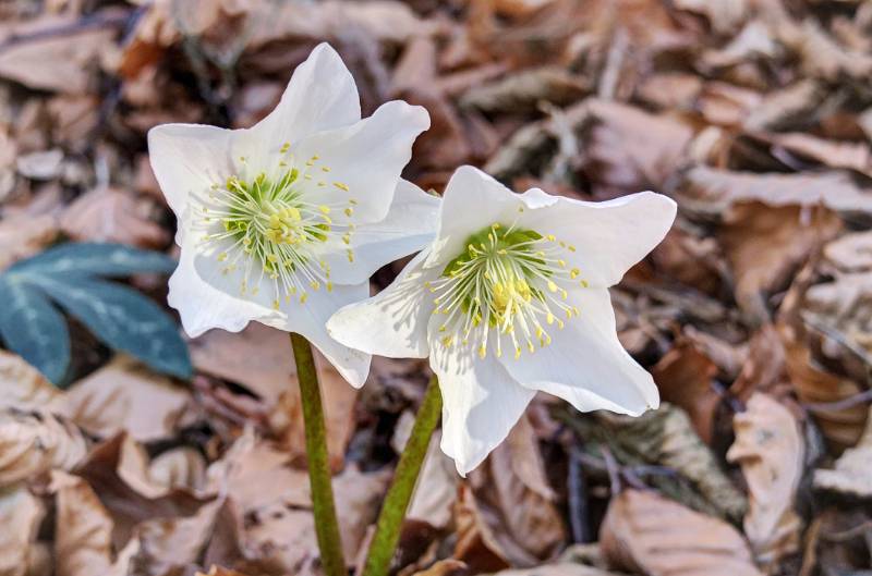 Die Blumen von Ende Dezember