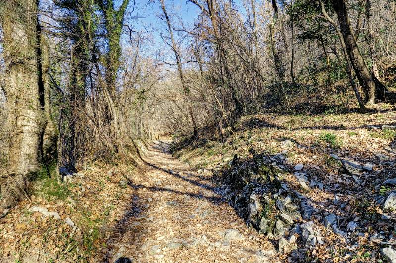 Gemütlicher Wanderweg im Wald