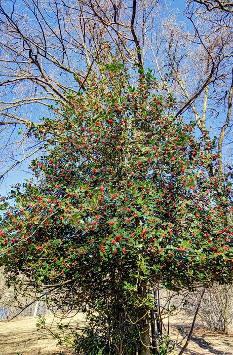 Mit roten Beren geschmückter Baum