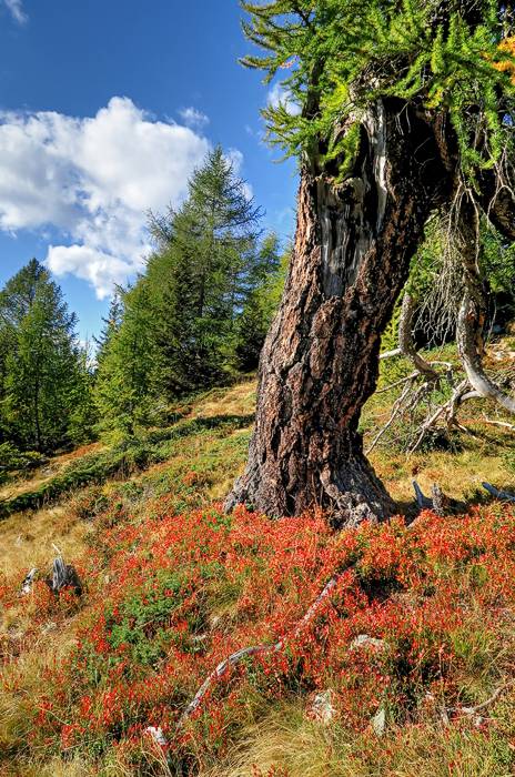 Herbstfarben