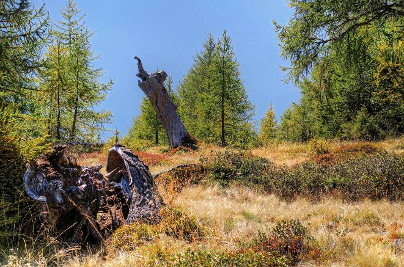 Sehr schöner Lärchenwald im unteren Teil der Flanke von Poncione di