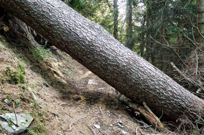 Grosses Hindernis auf dem Wanderweg