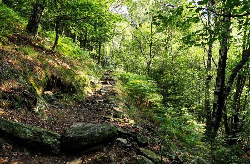 Wanderweg im Grünen