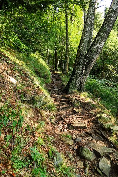 Wanderweg im Grünen