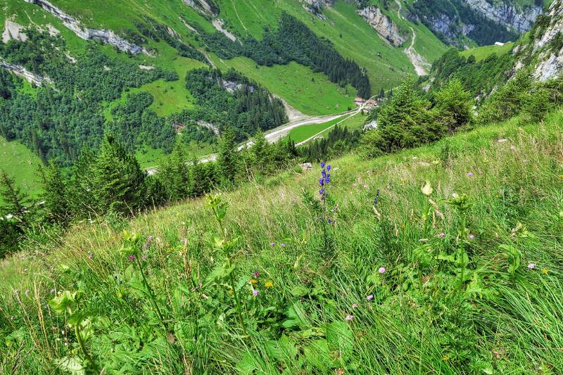 Grüne, bunte Wiesen in unterem Bereich