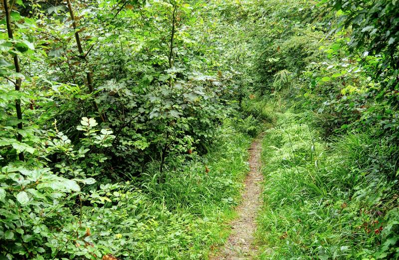 Der Urwald von Aargau