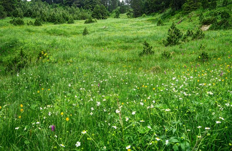 Frisches, grünes Grass nach dem Regen