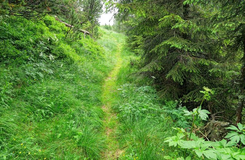 Gemütlicher Wanderweg im Grünen