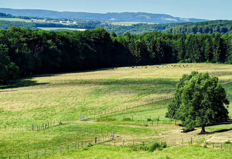 Grüne Landschaft mit vielen Wäldern