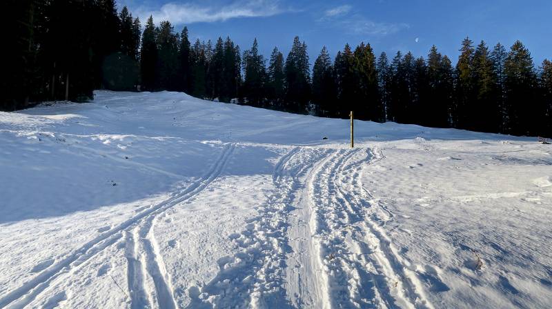 Die Spuren ziehen Richtung Wald