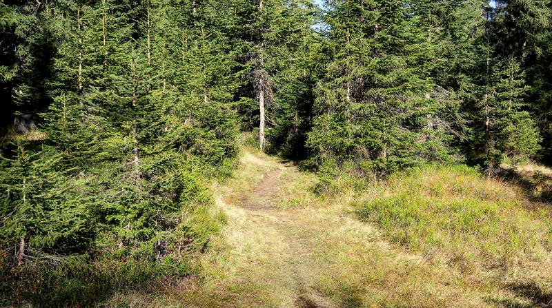 Schön im Wald ...