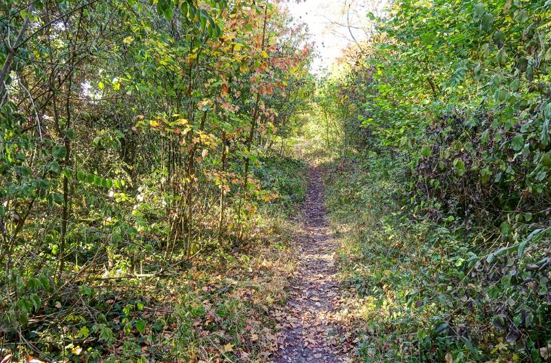 Durch den dichten Wald