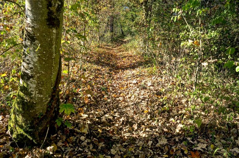 Schöne Wanderung in dichtem Wald