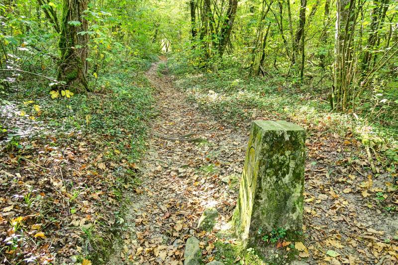 Weiter verläuft der Wanderweg etlang der Grenze im Wald