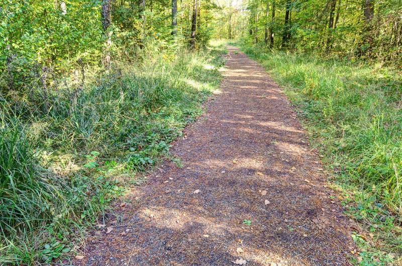 Bequemer Spaziergang im Wald